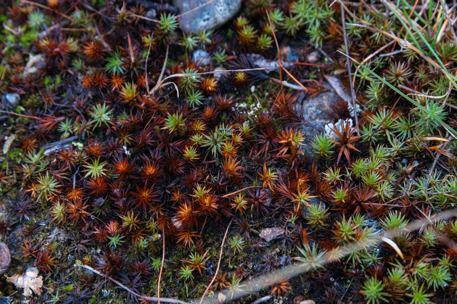 Haircap Moss Mosaic