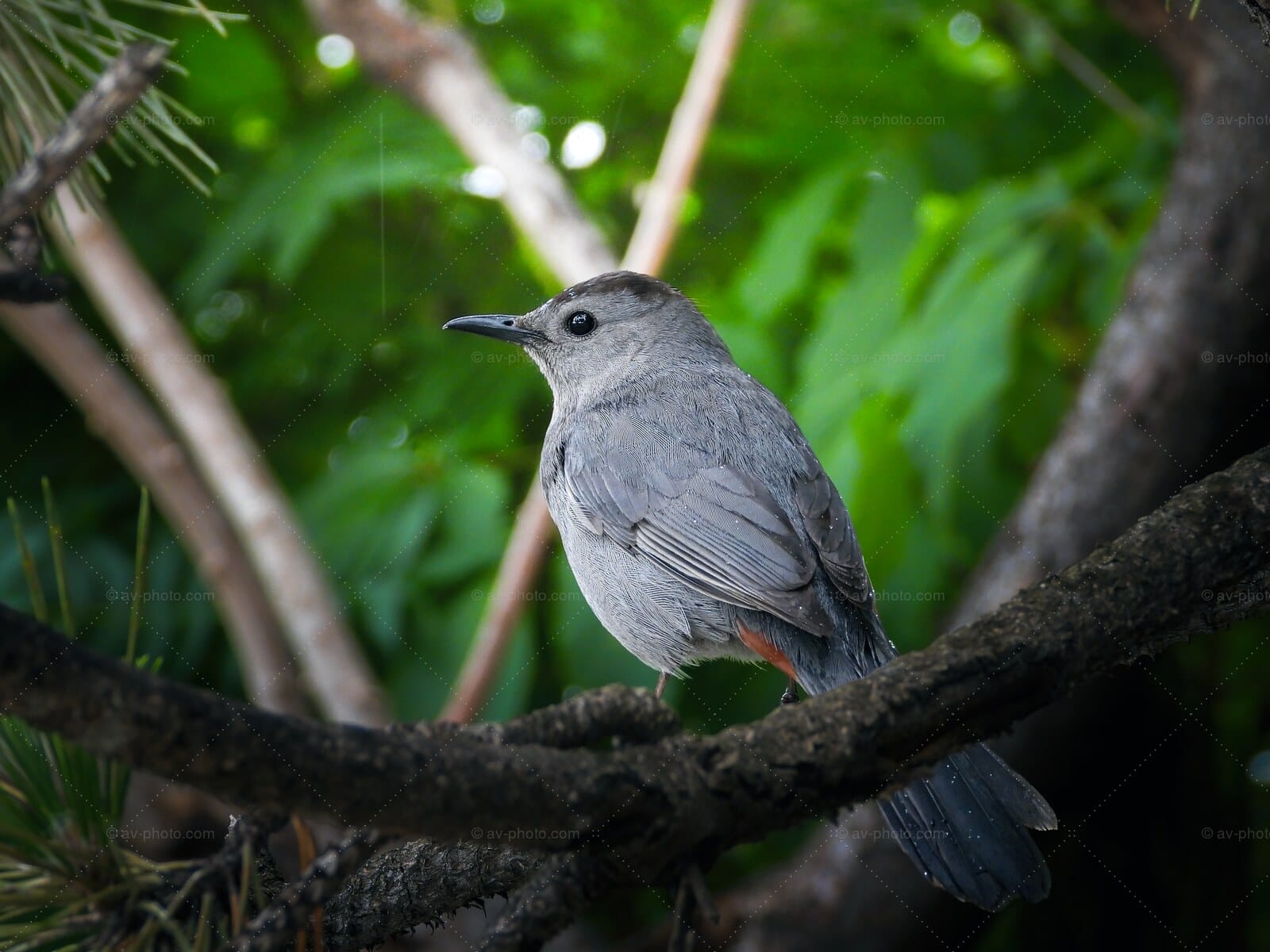 Gray Catbird