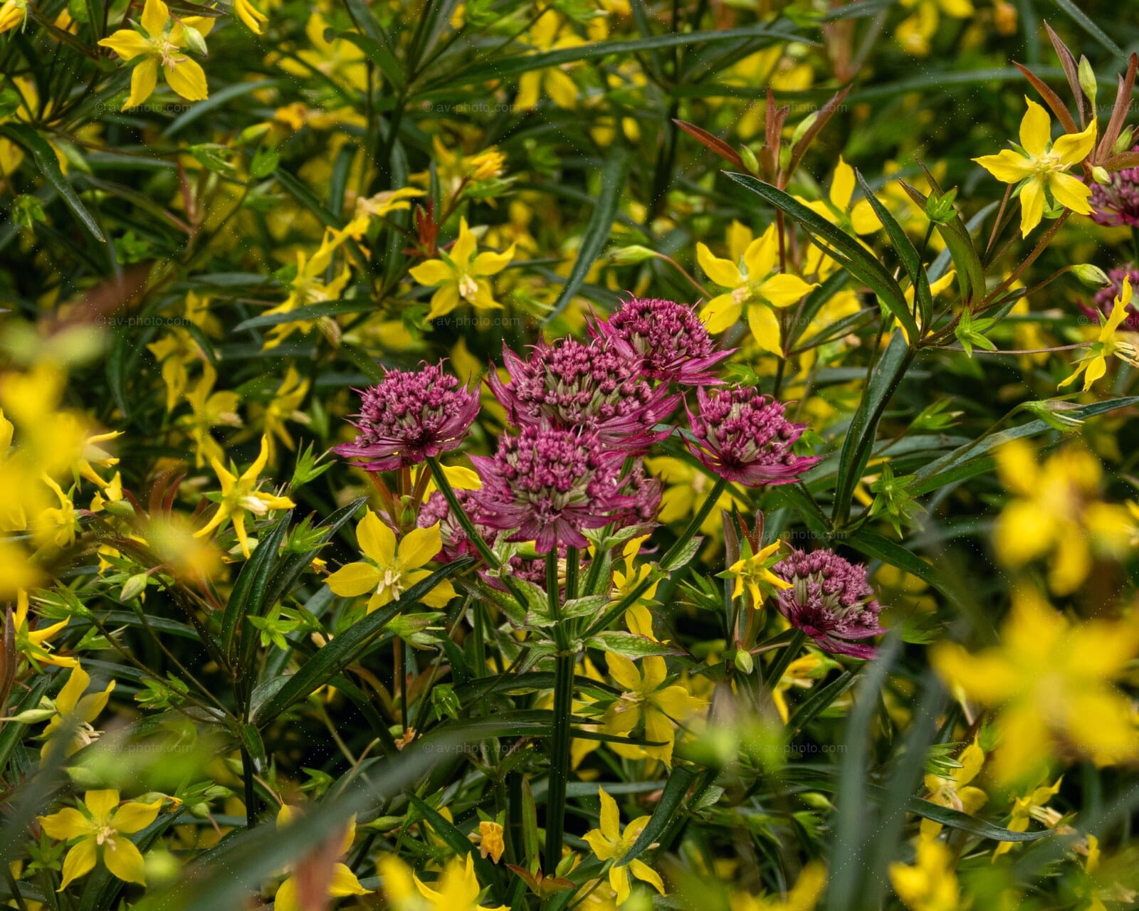 Astrantia and Loosestrife