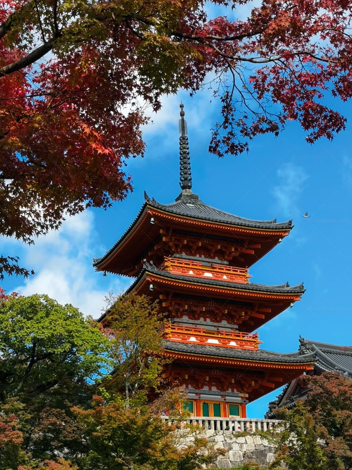 Pagoda Autumn Maple