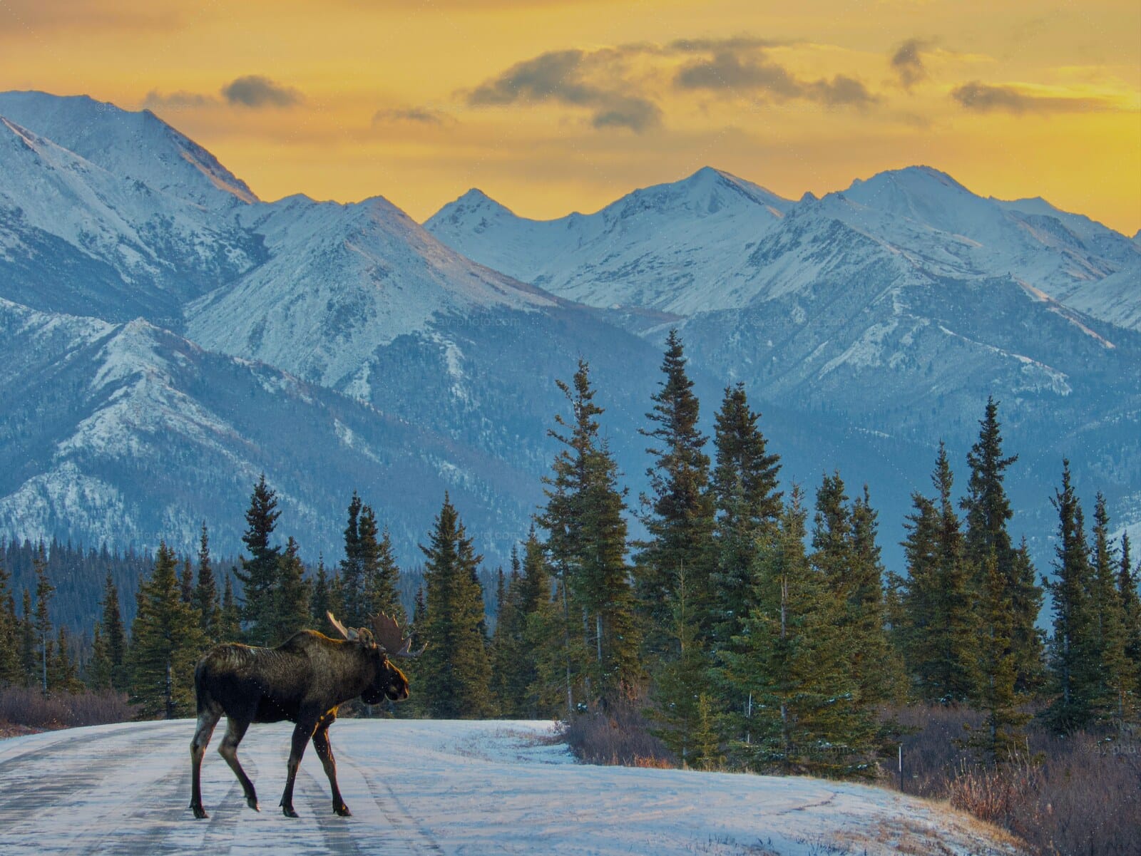 Moose at Dawn