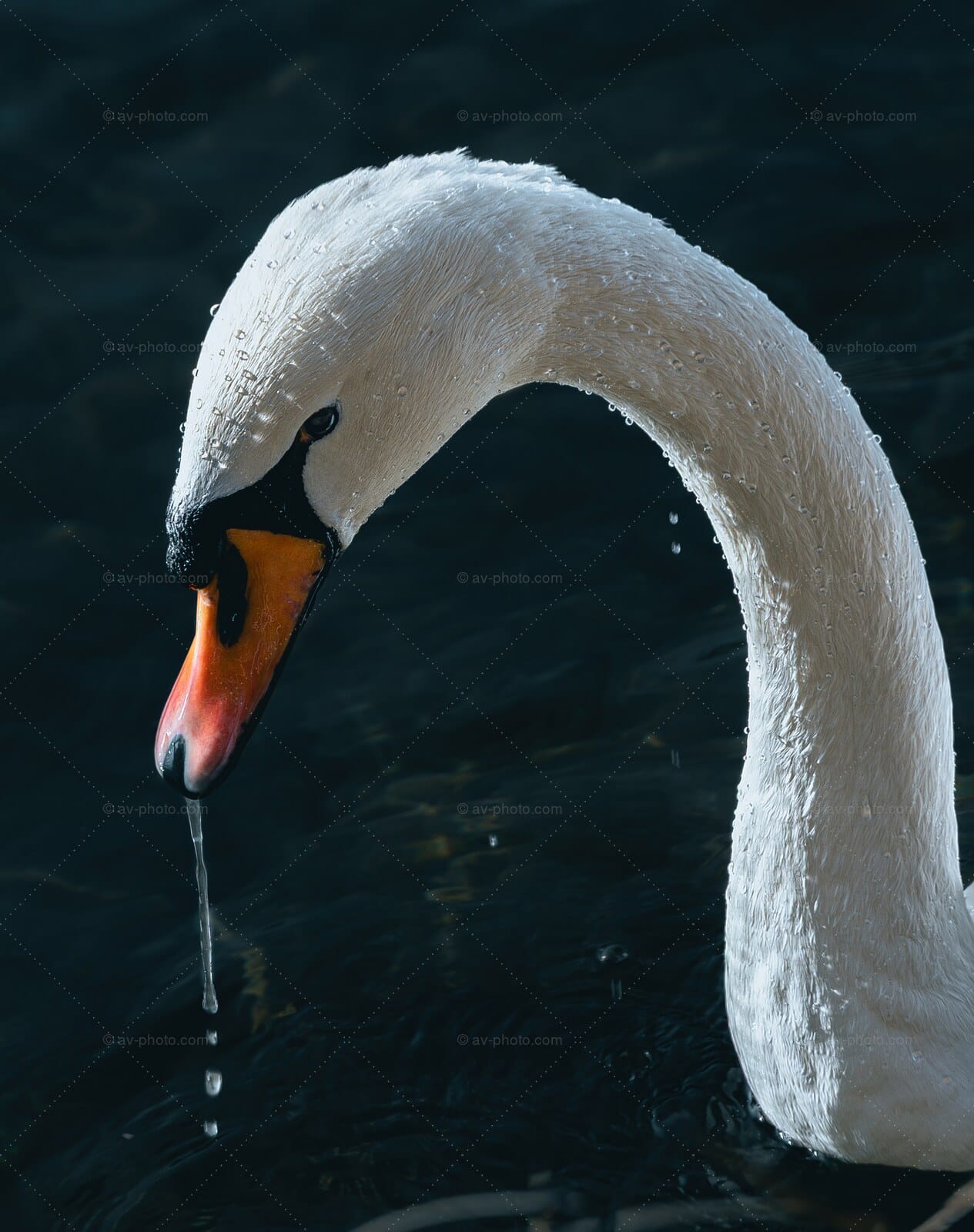 Mute Swan Portrait