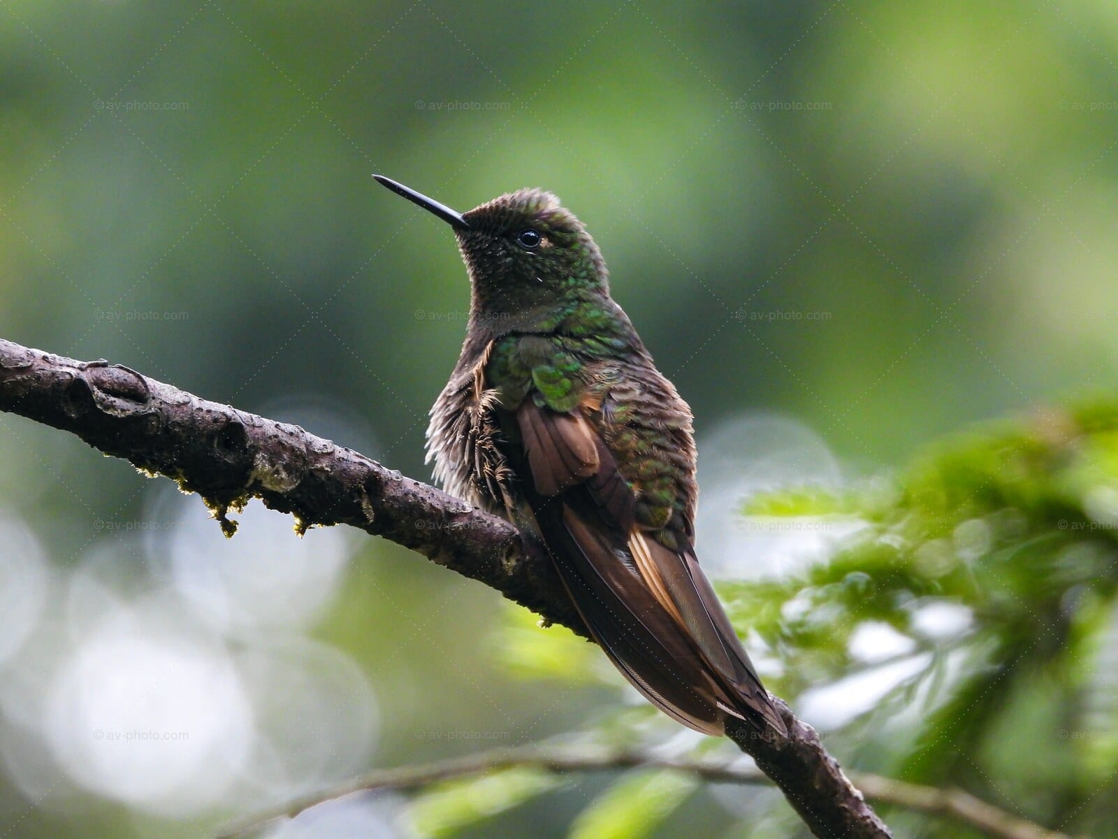 Tyrian Metaltail