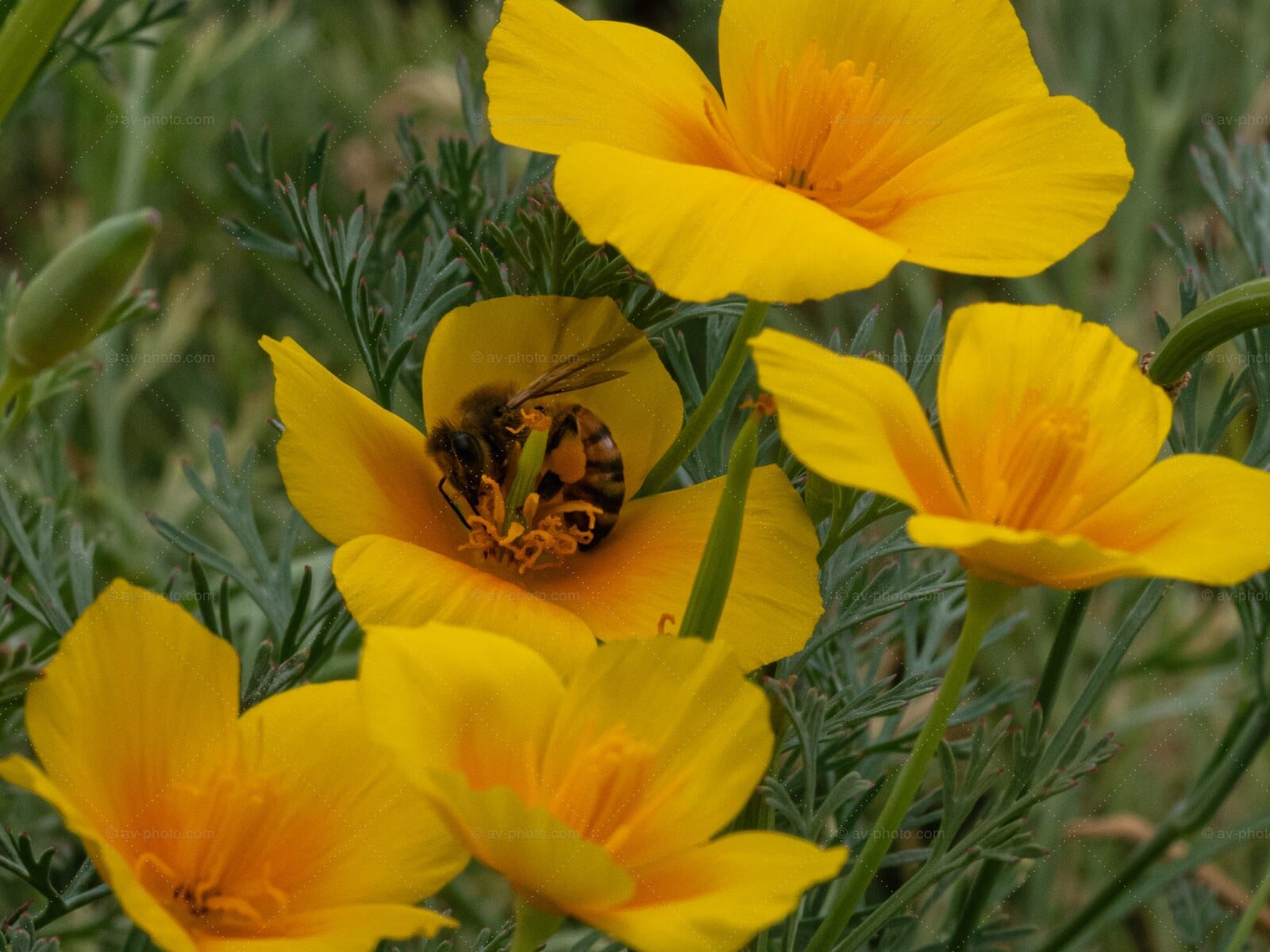 Honeybee in a Golden Poppy