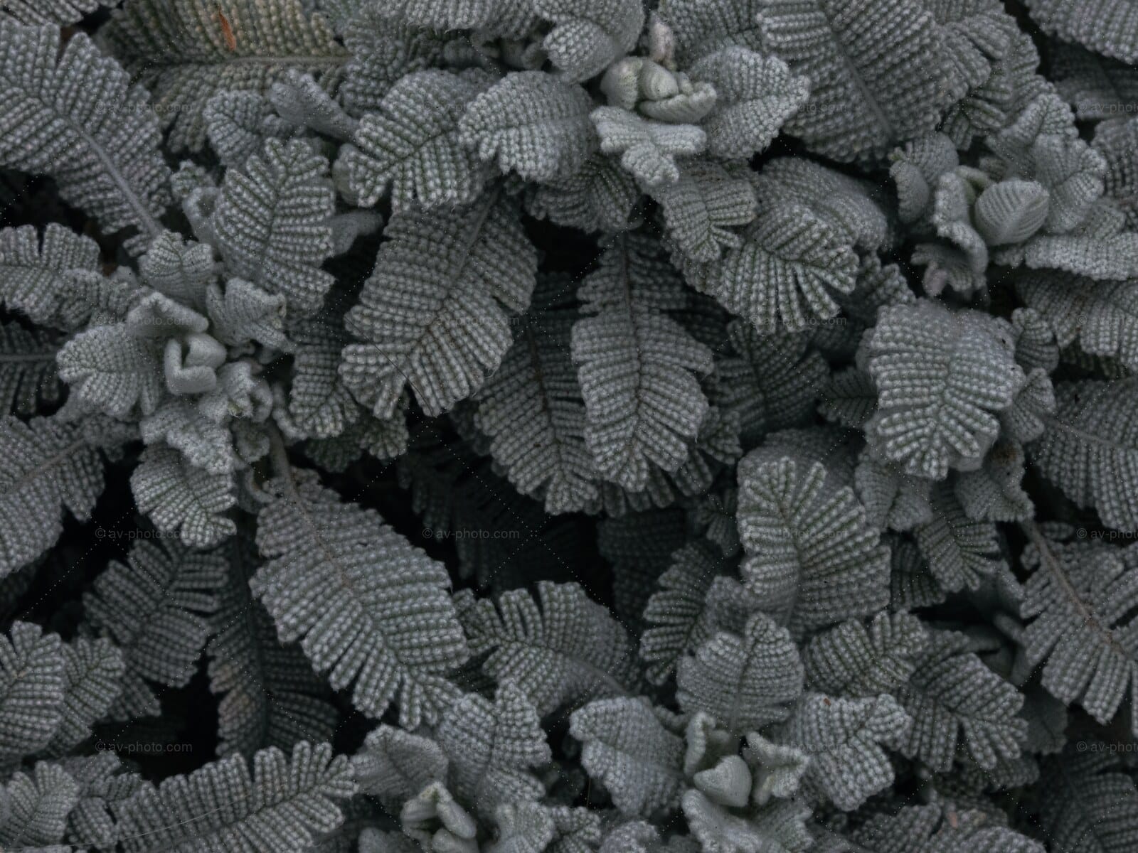 Silver Fern Tapestry