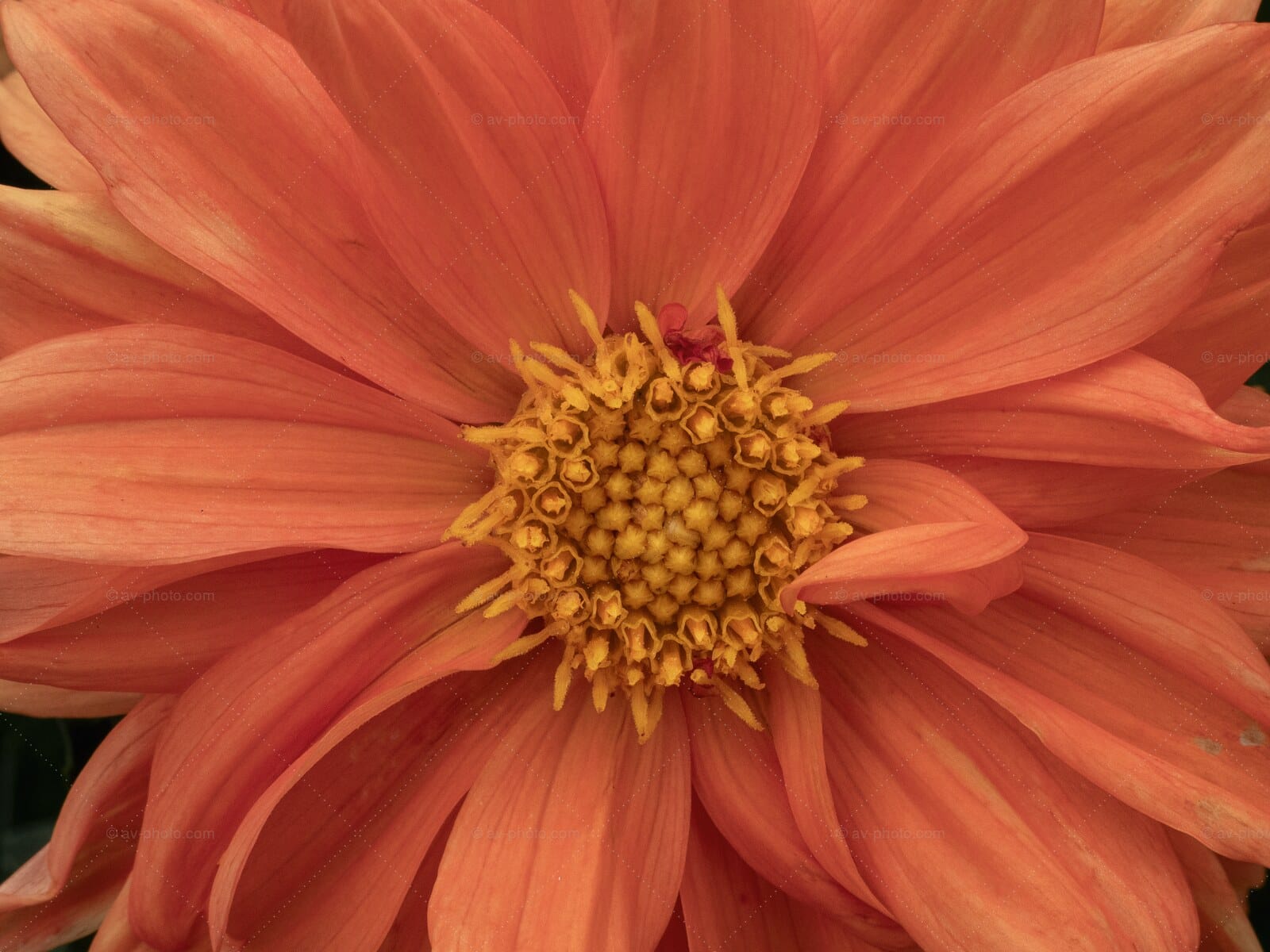 Coral Dahlia Heart