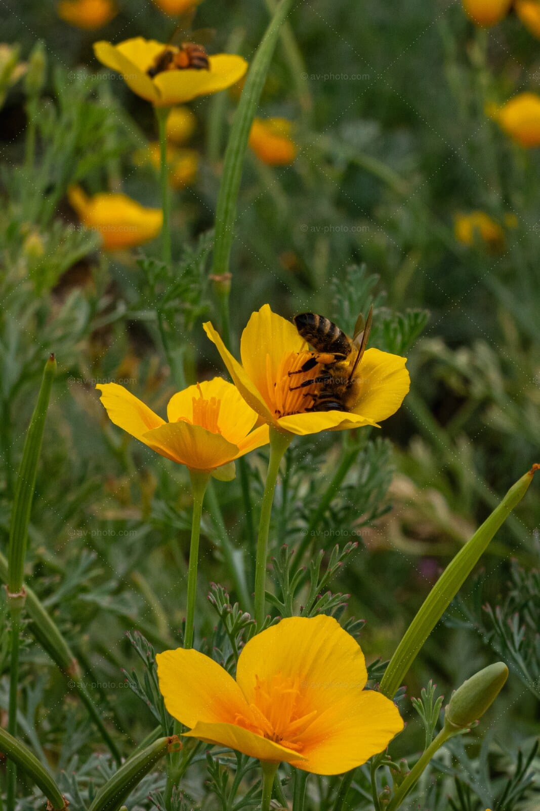 Poppy Field Forager