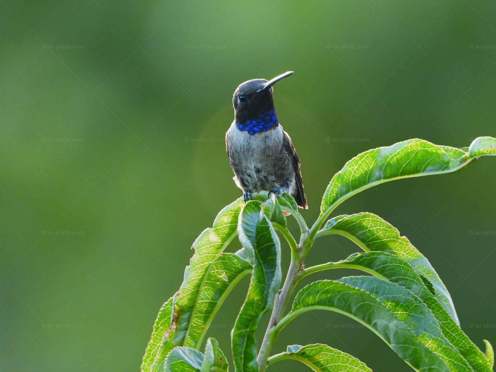 Hummingbird on Sunlit Leaves