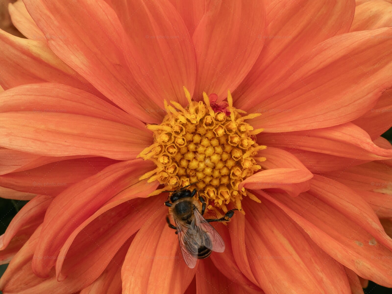 Dahlia and Honeybee