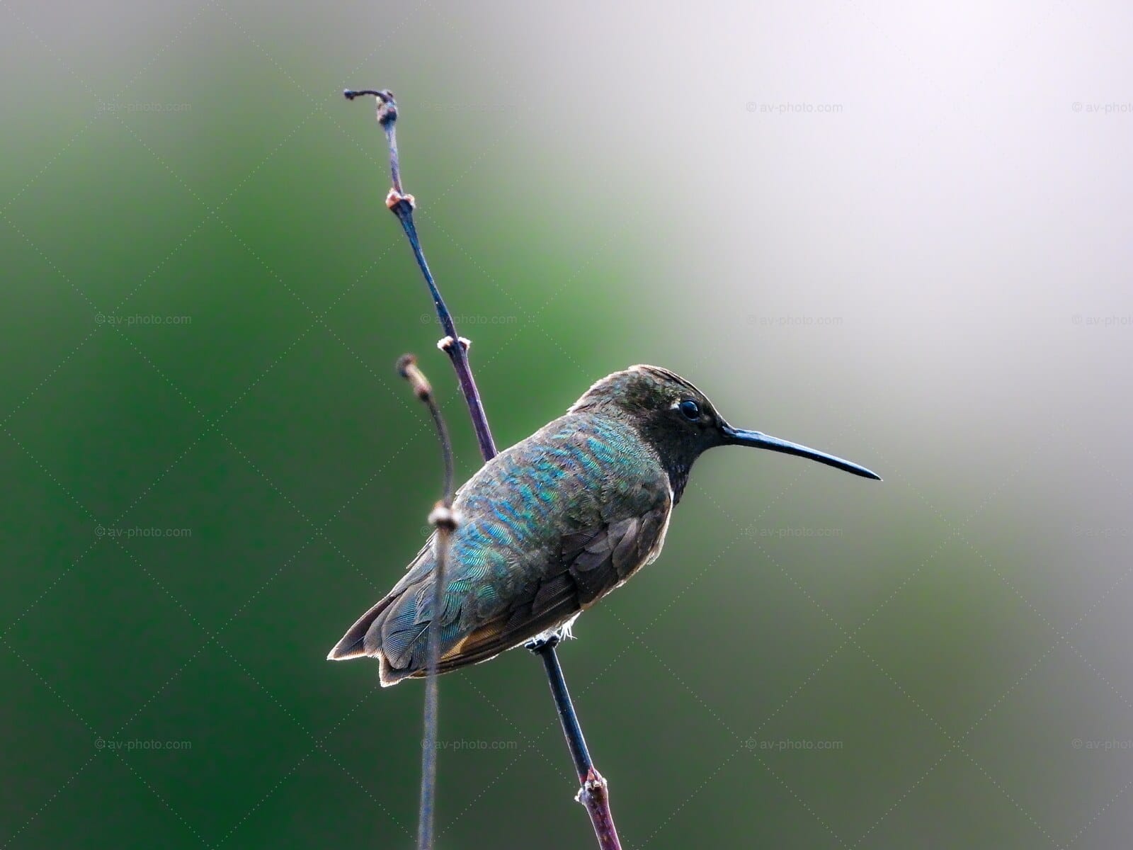 Hummingbird at Rest