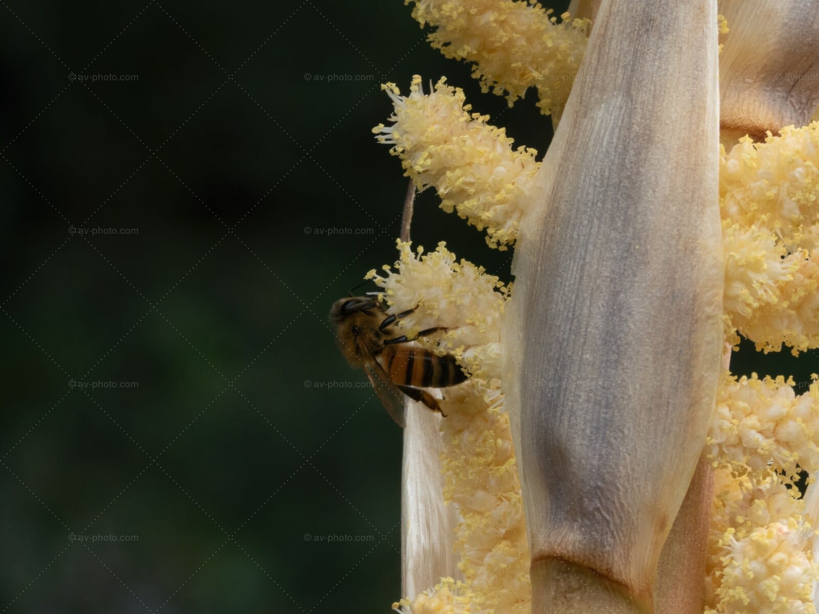 Honeybee on Palm Blossom