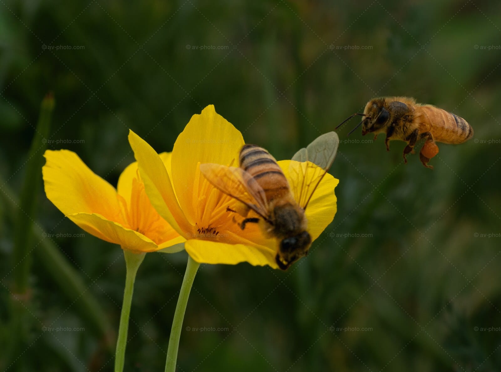 Honeybees and Yellow Poppies