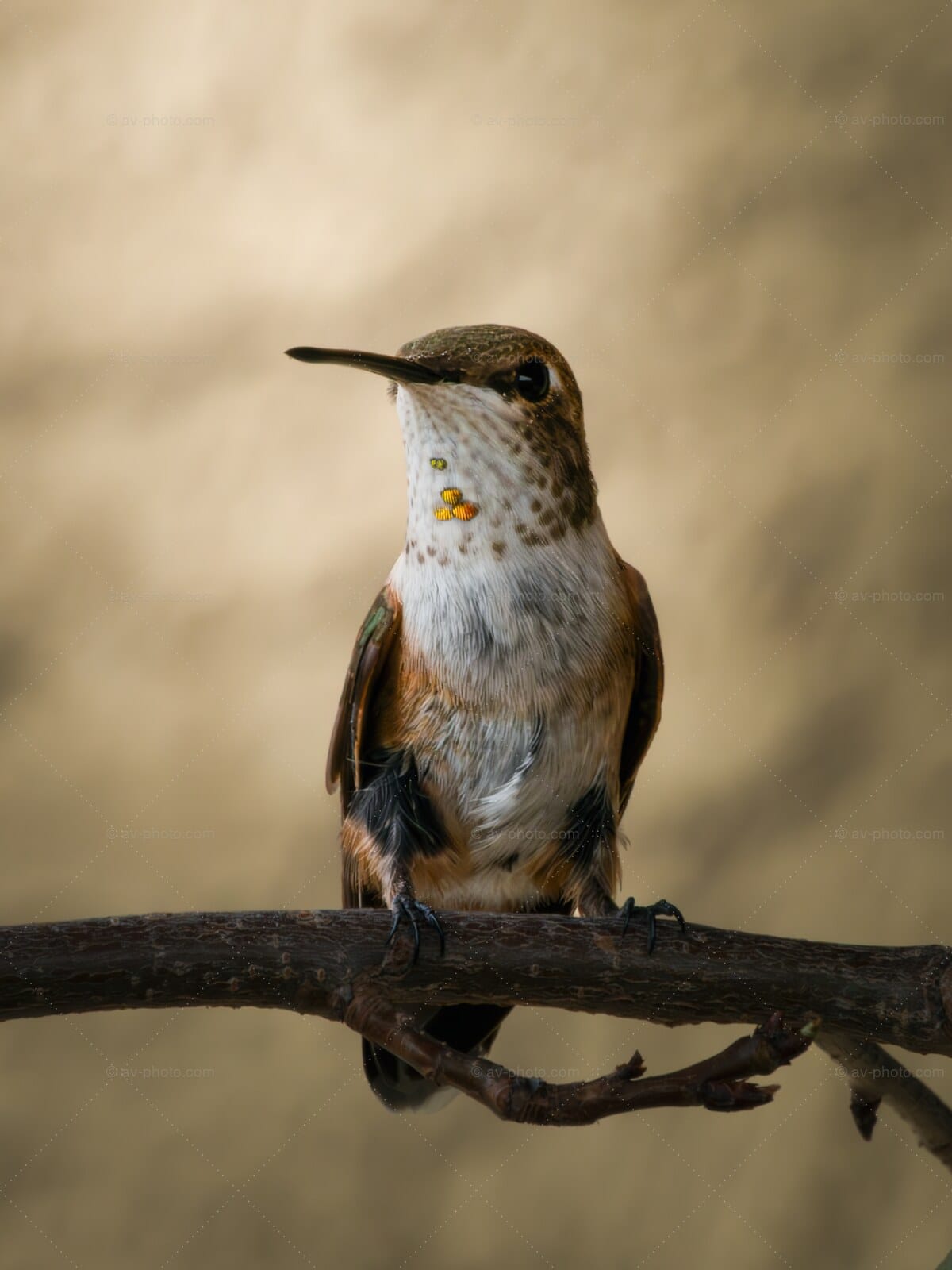 Hummingbird Golden Gorget