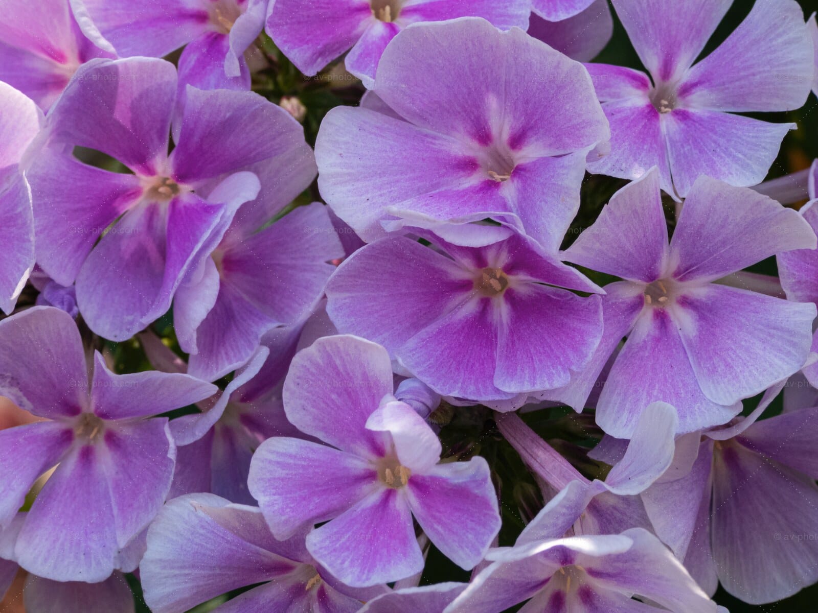 Lavender Phlox Cluster