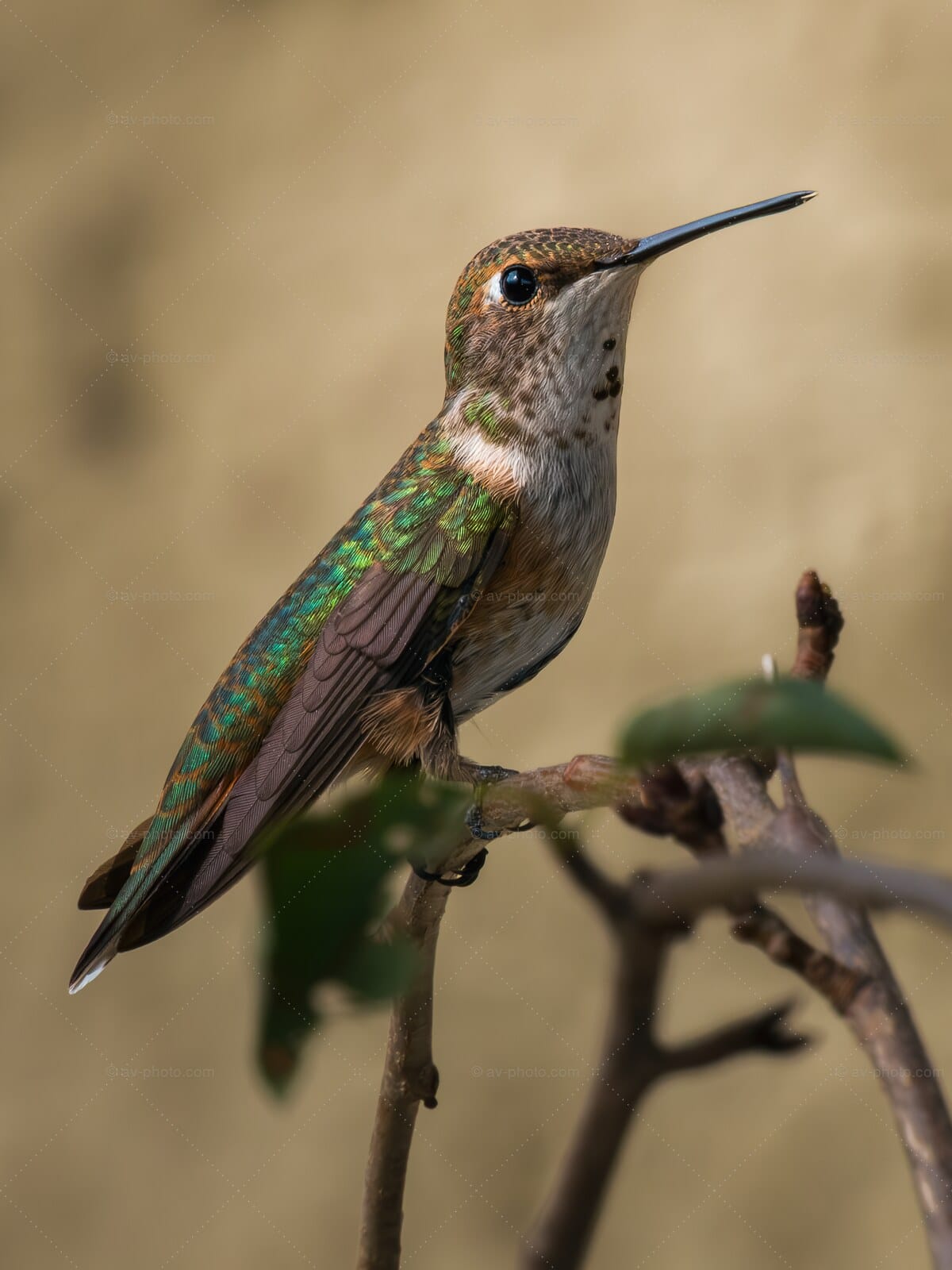 Emerald Backed Hummingbird