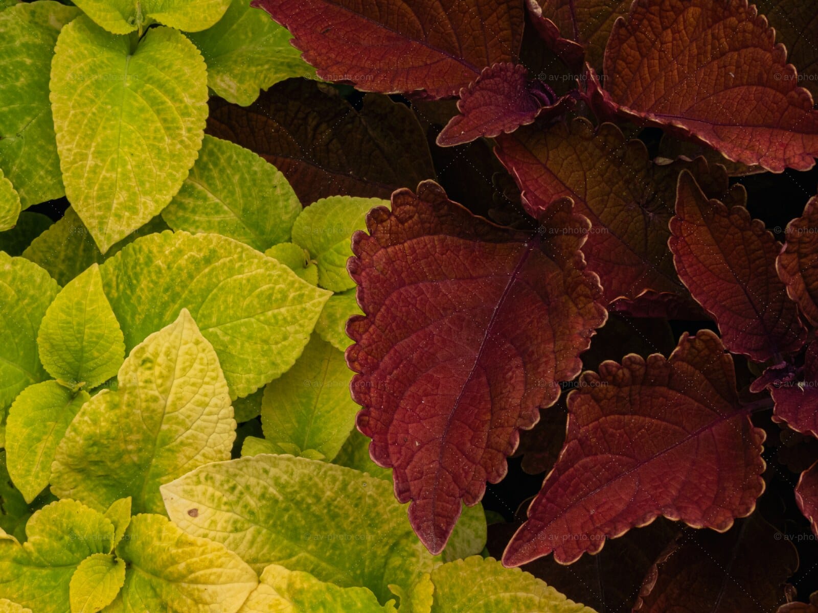 Coleus Lime and Burgundy