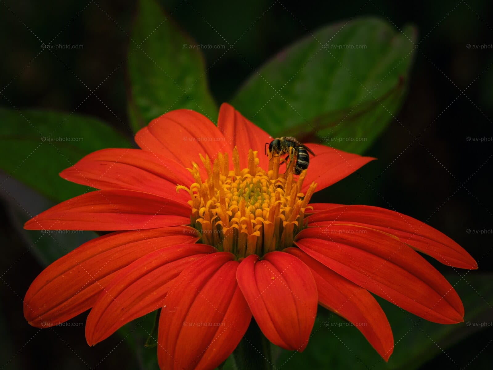 Mexican Sunflower Visitor