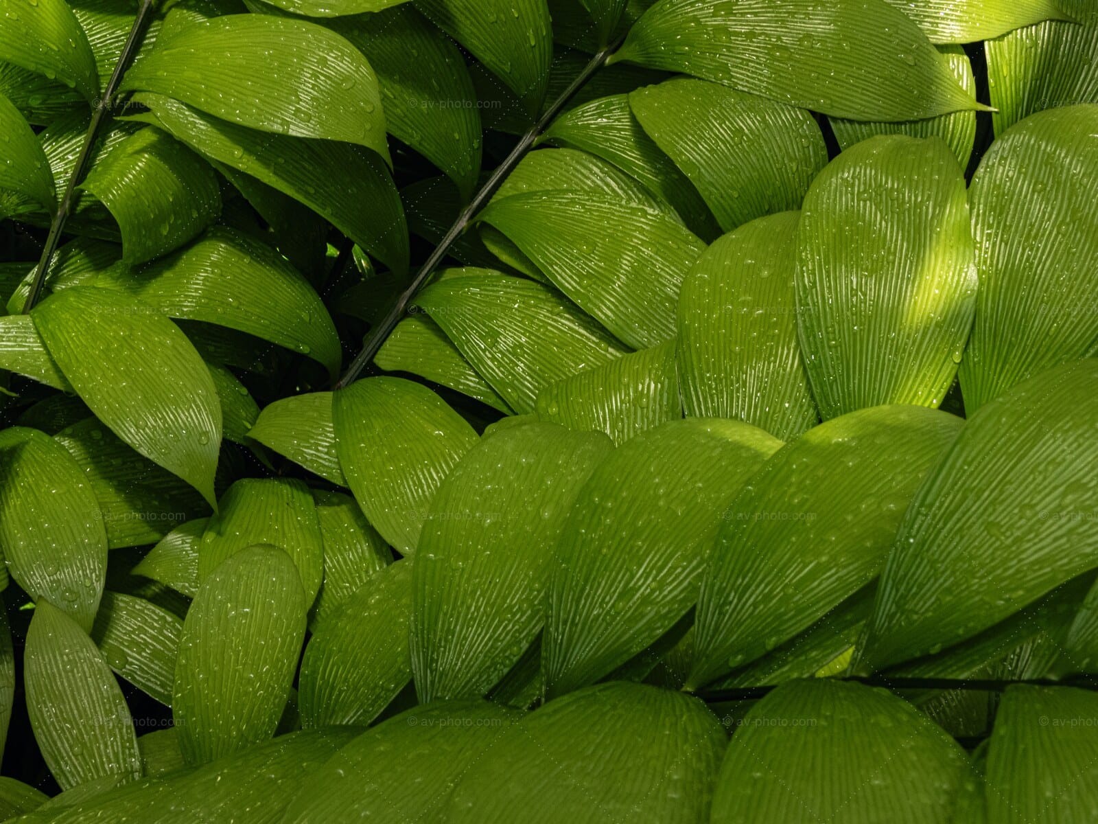 Rain Beaded Leaves